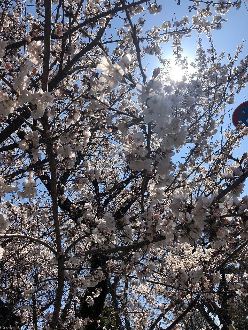 上町の桜も、、、